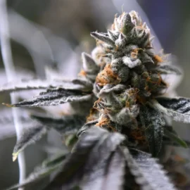 New TABC Consumable Hemp Rule: What Texas License Holders Must Know (Effective June 22)
