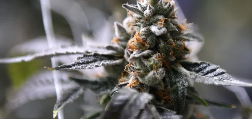 New TABC Consumable Hemp Rule: What Texas License Holders Must Know (Effective June 22)